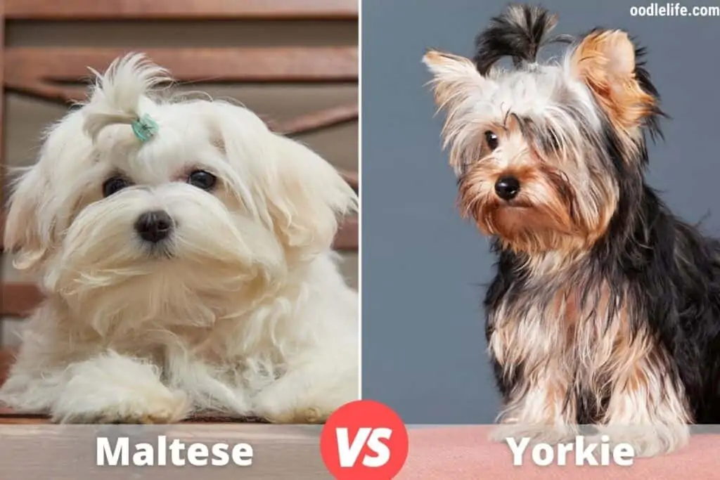 maltese and yorkie dogs