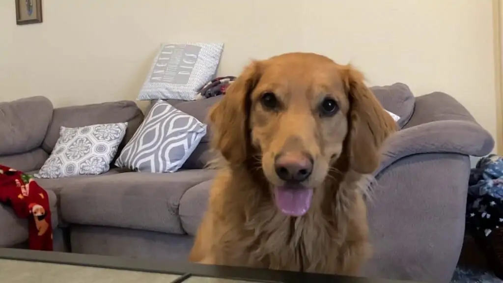 My Dog Ate Drywall - What to Do? 1