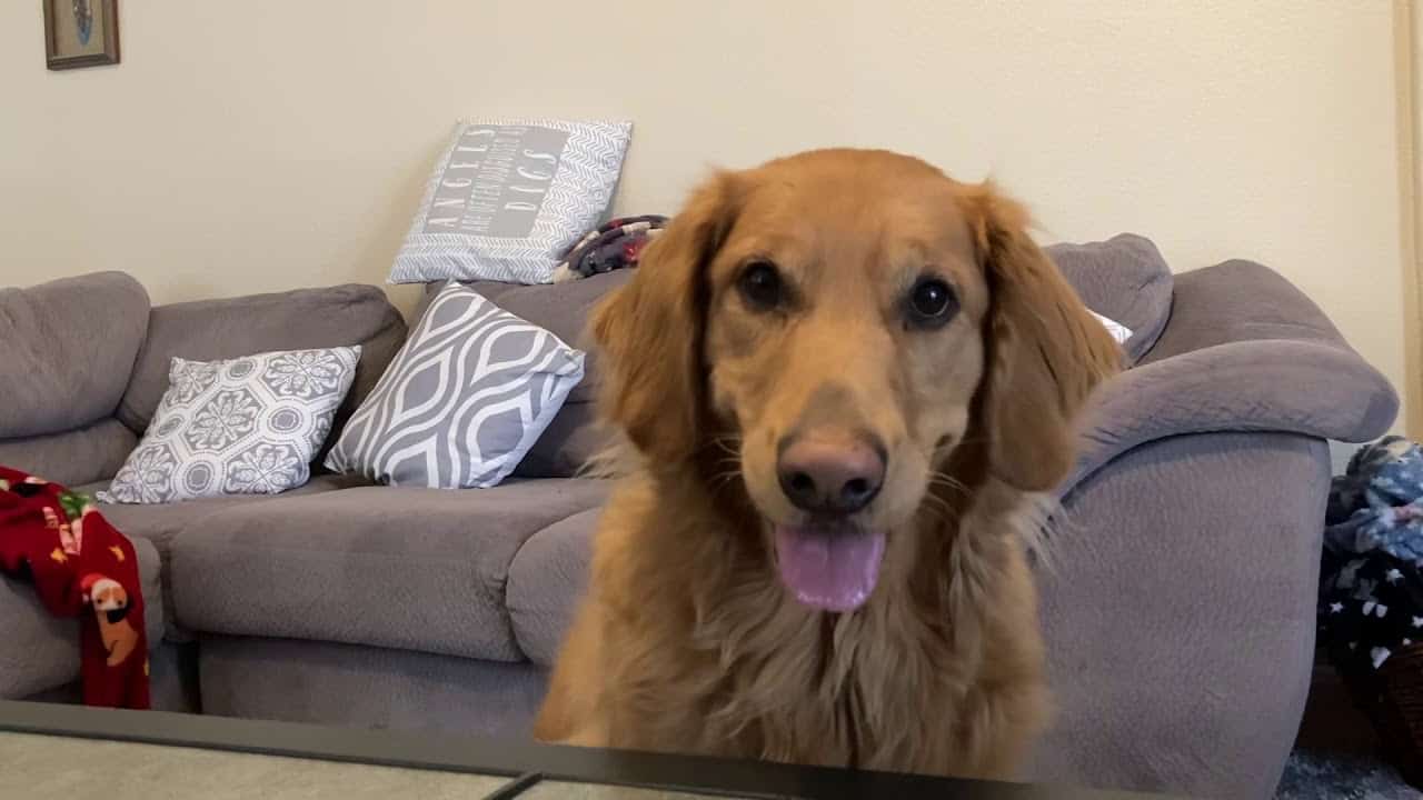 My Dog Ate Drywall What To Do? Oodle Life