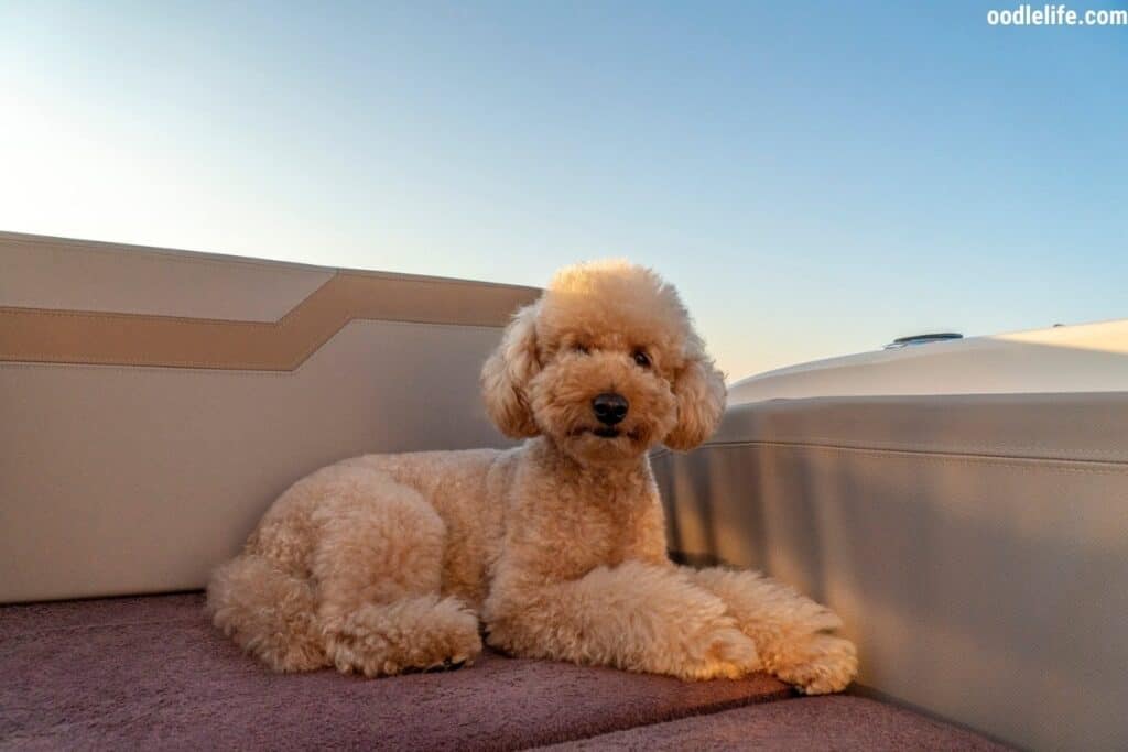 poodle sits on a outdoor lounge
