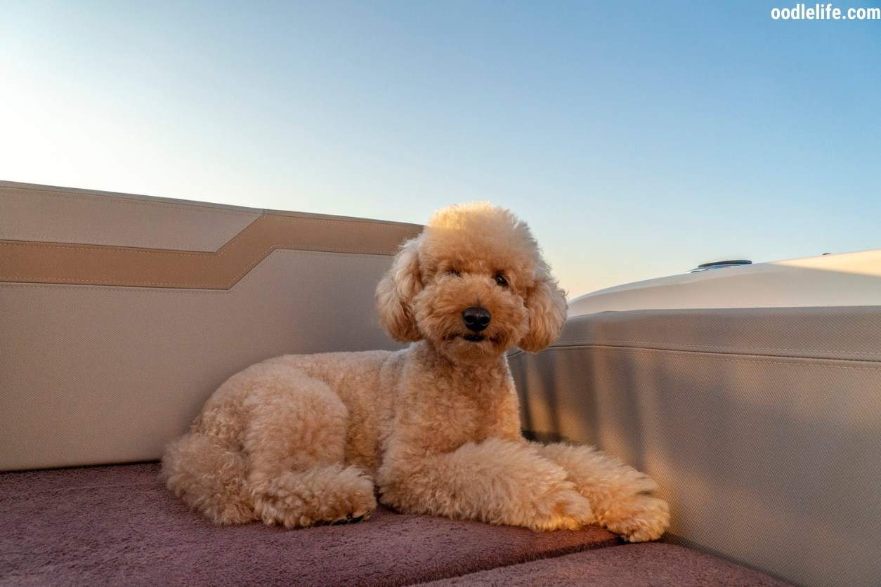 How Long Do Poodles Live? Lifespan Guide - Oodle Life