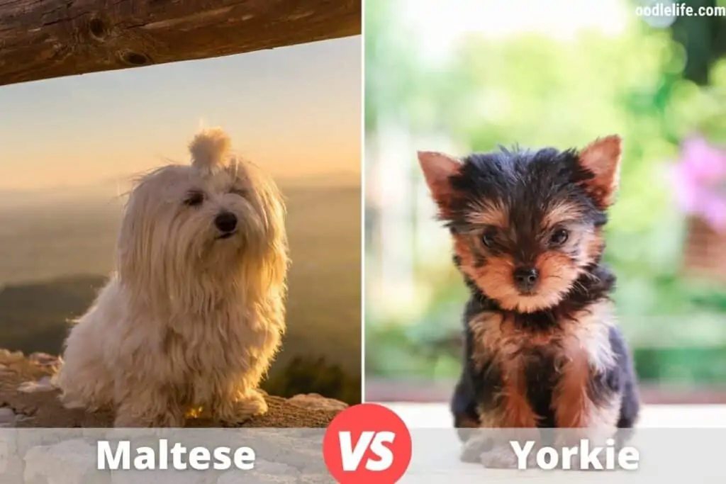 tiny yorkie and small maltese