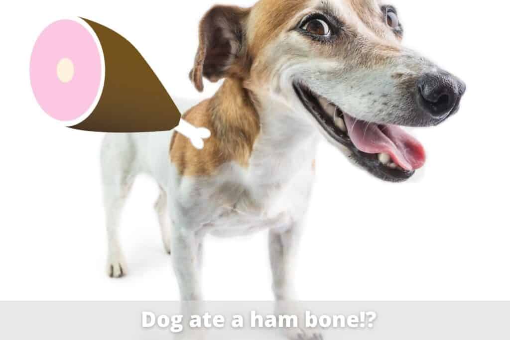 my dog ate ham bones