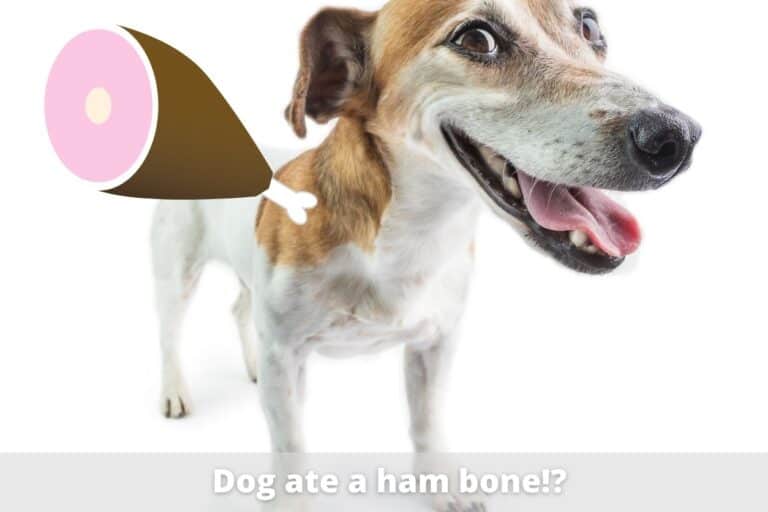 My Dog Ate Ham Bones (What To Do) Oodle Life