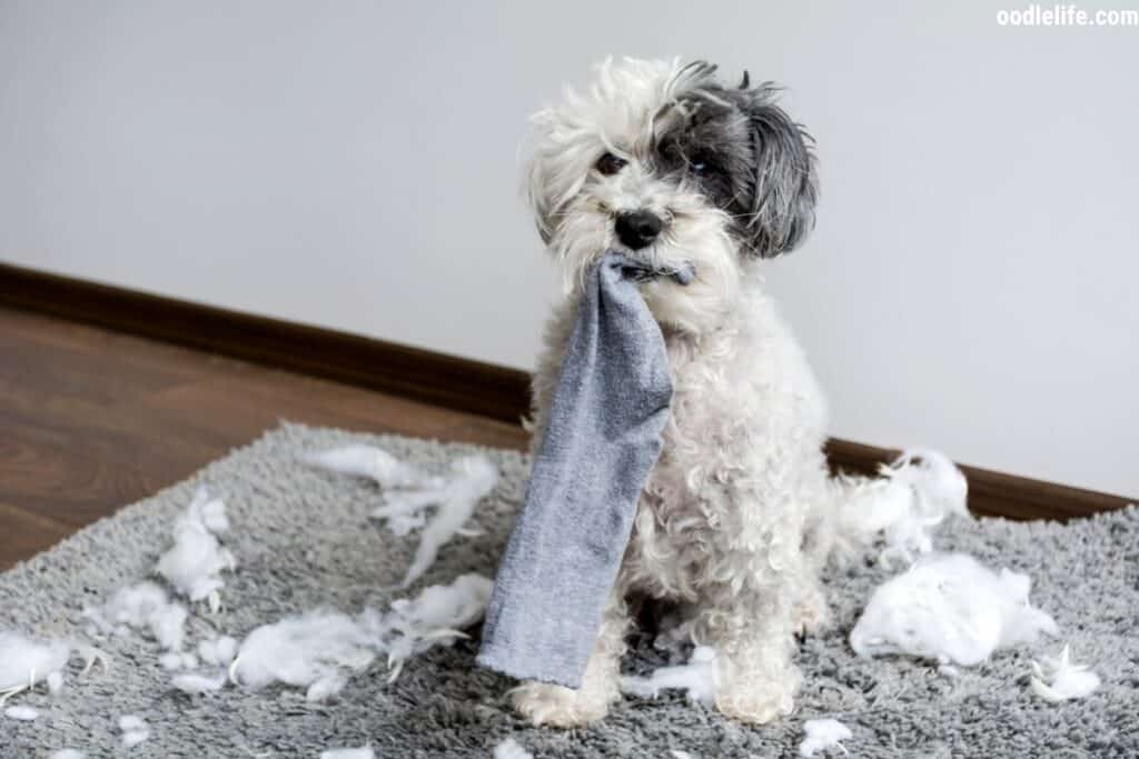 naught parti poodle has torn up a pillow