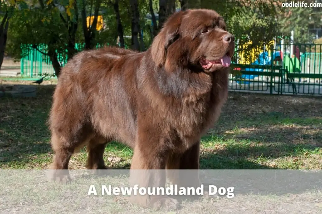 Newfoundland dog large