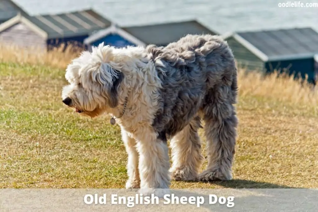old english sheep dog
