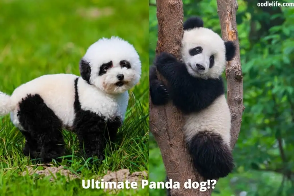 chiens qui ressemblent à des pandas