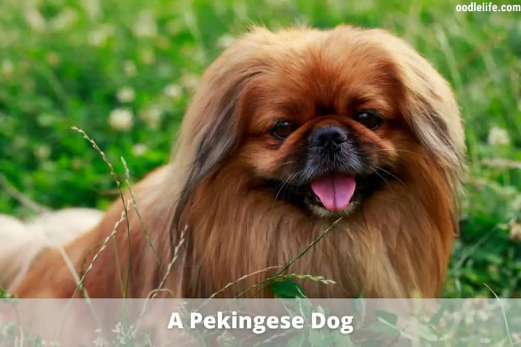 pekingnese