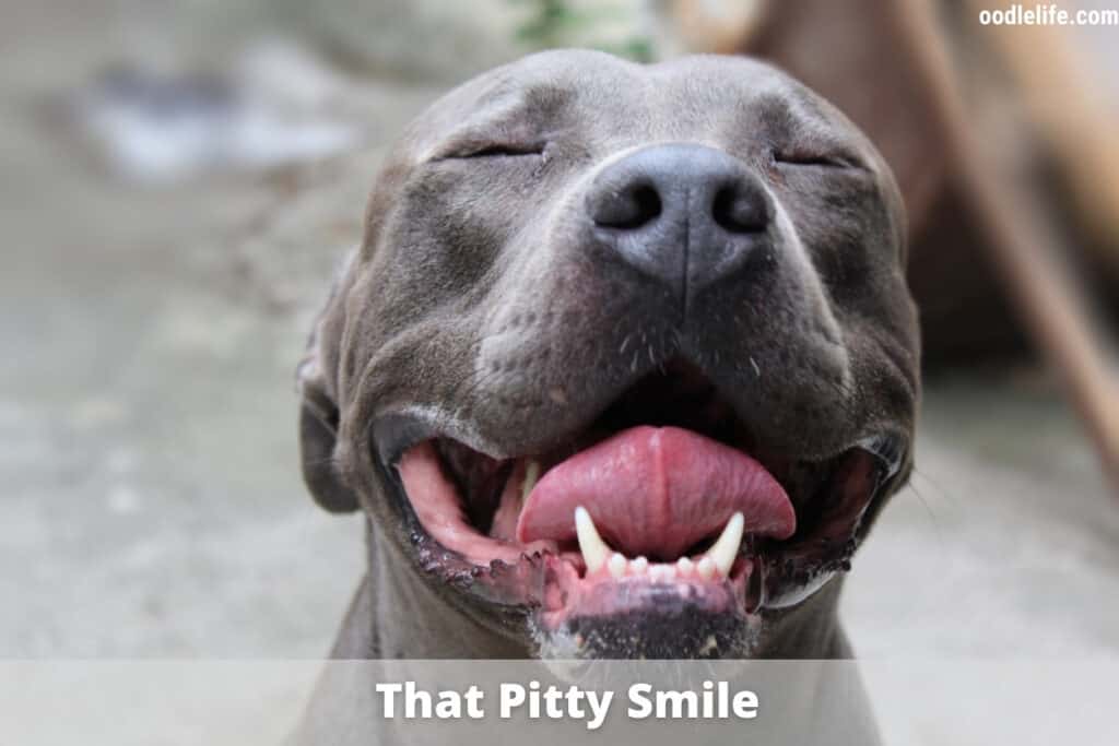 pitbull smiling