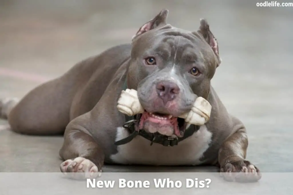 pitbull with a bone toy