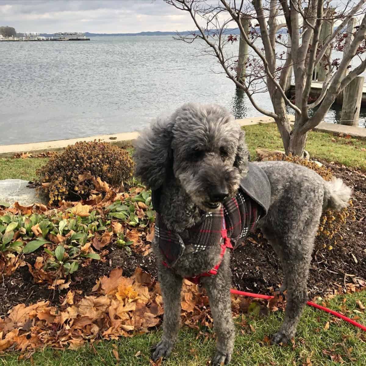 Poodle barks