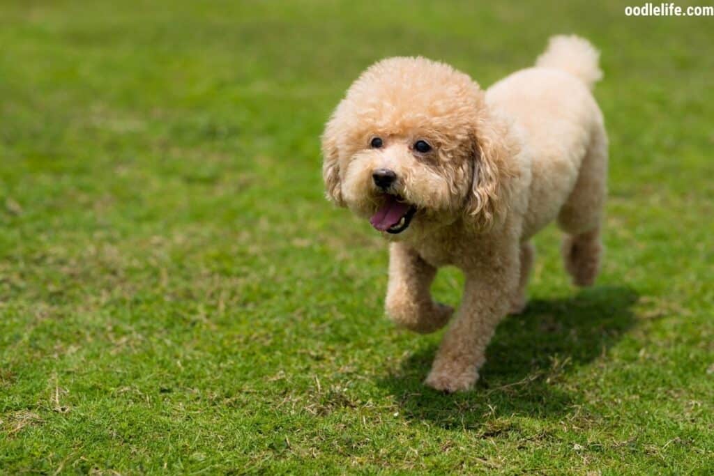 happy poodle outside on grass