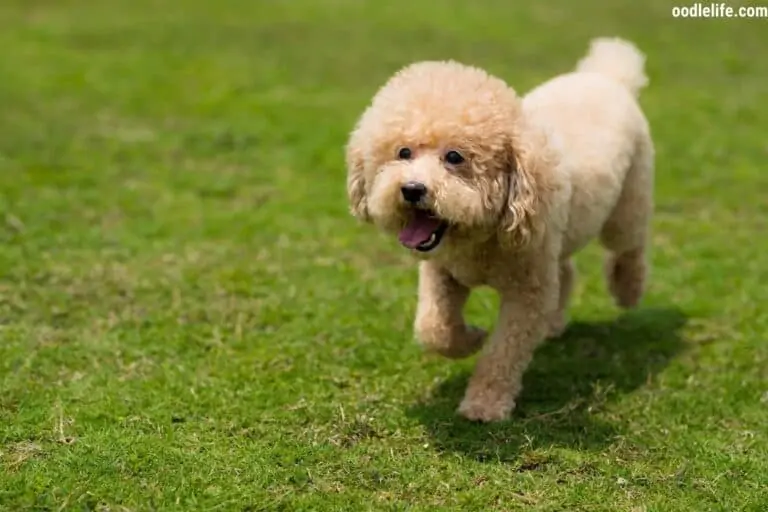 Are Poodles Hyper? [Poodle Energy Level Guide]