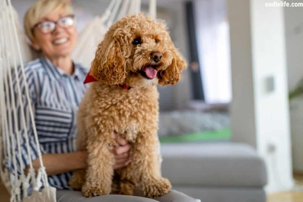 poodle sitting on the lap