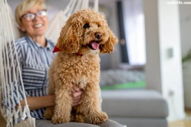 How to Stop a Poodle from Biting?