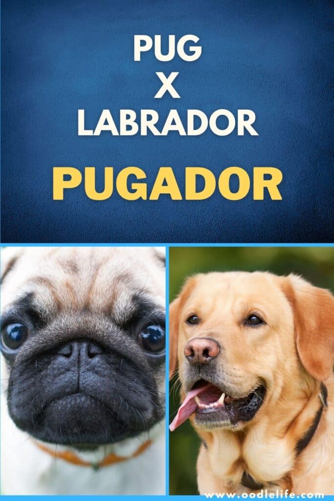 what is a pugador