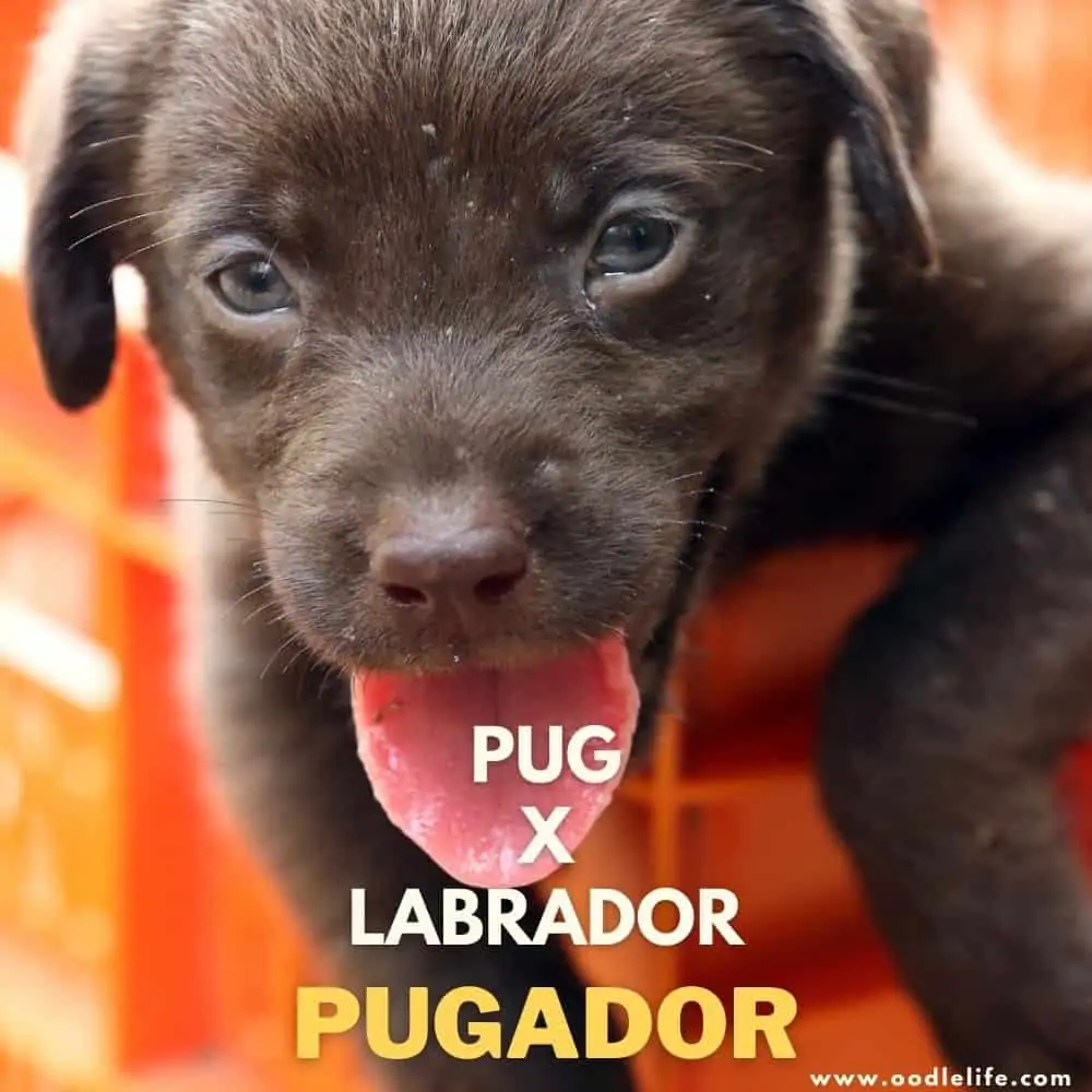 Pug x lab cheap