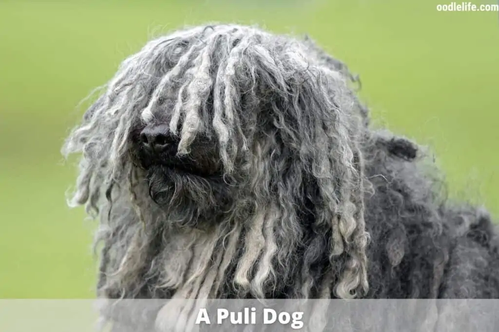 Puli mop dog