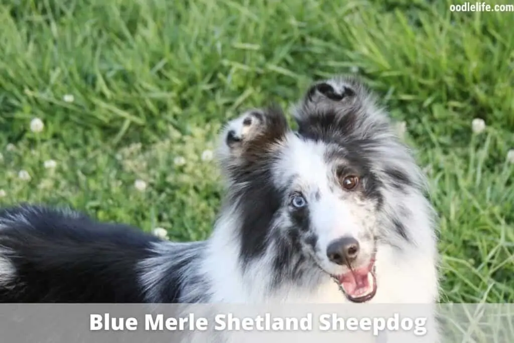 shetland sheepdog