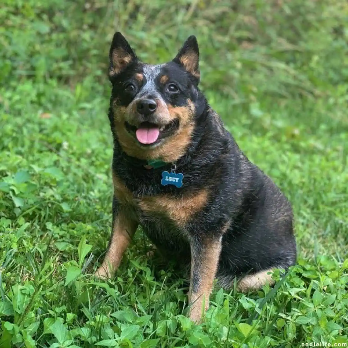 small dog looks joyful