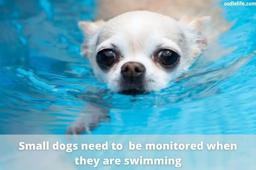 chihuahua swimming