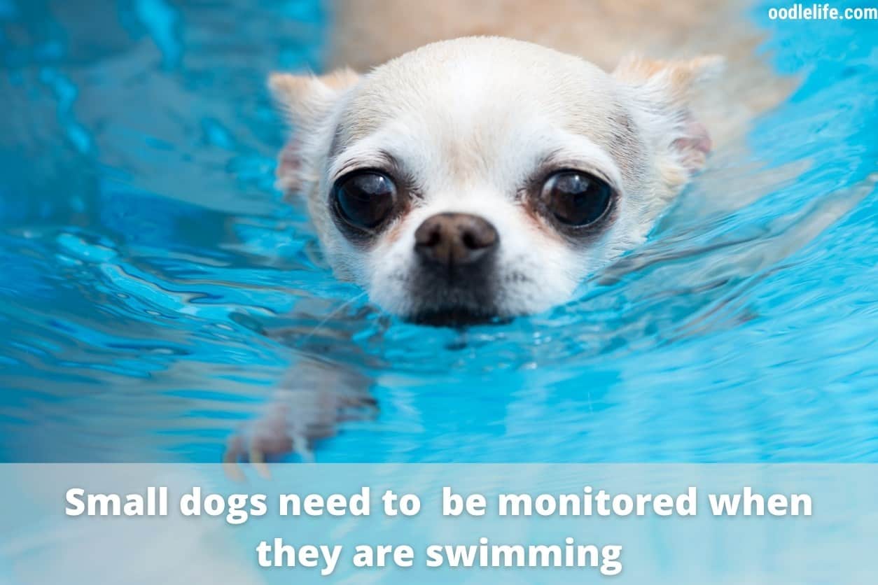 Can Small Dogs Swim