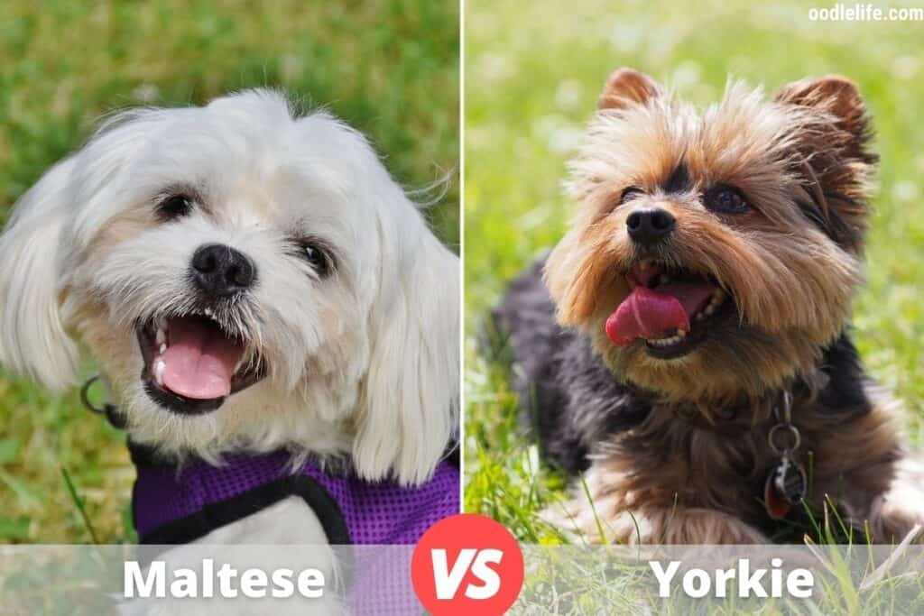 maltese vs yorkie comparison