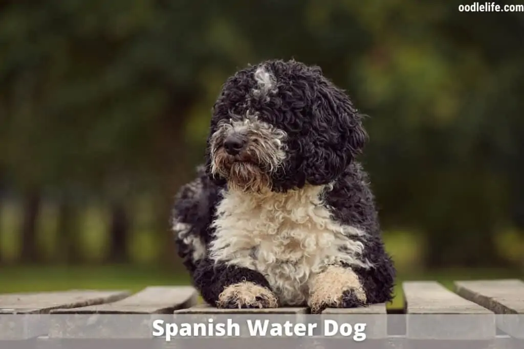 spanish water dog