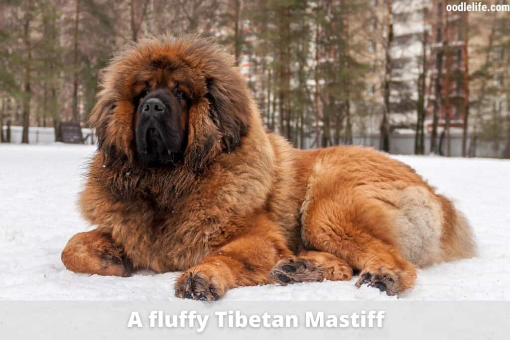 fluffy tibetan mastiff