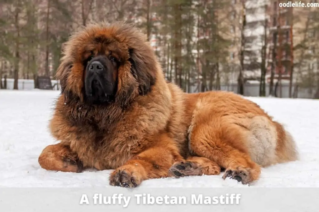 mastiff tibétain moelleux