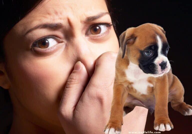 Whole House Smells Like Dog Urine [DIY Fix] Oodle Life