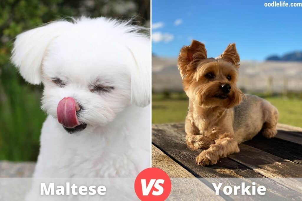 maltese vs yorkie colors