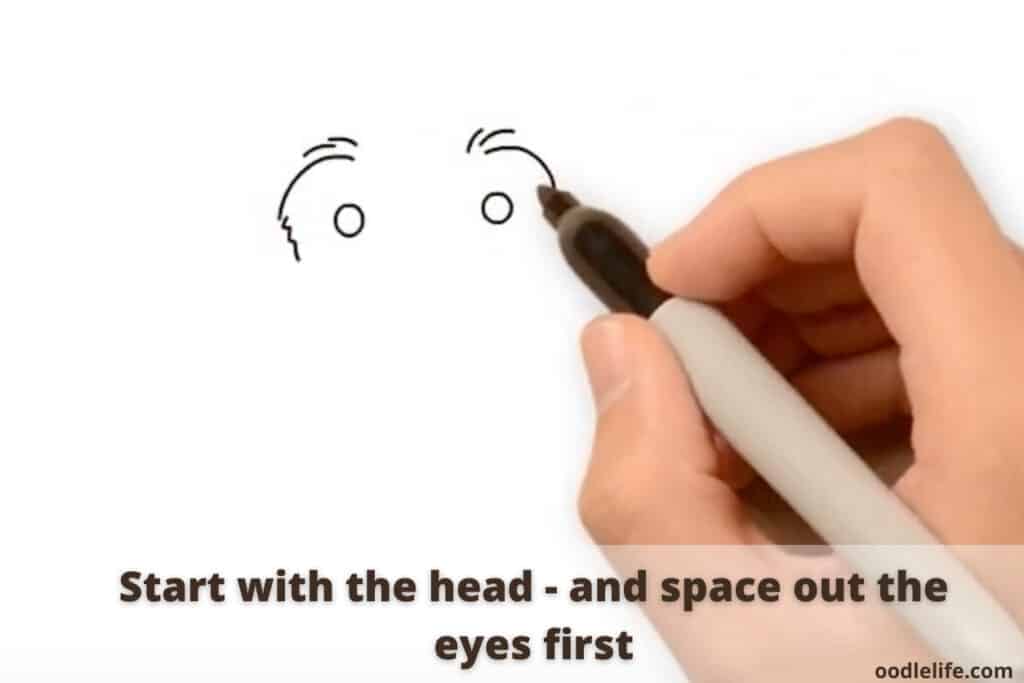 how to draw a labradoodle