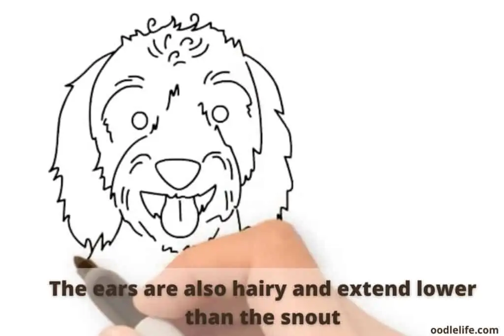 how to draw a labradoodle