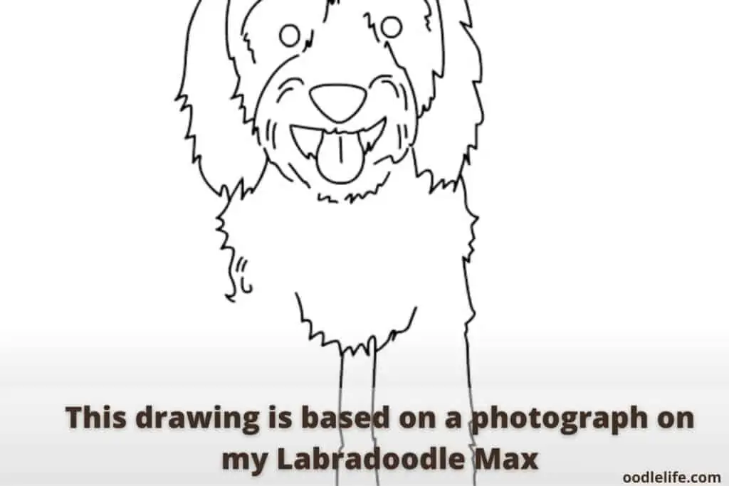 how to draw a labradoodle