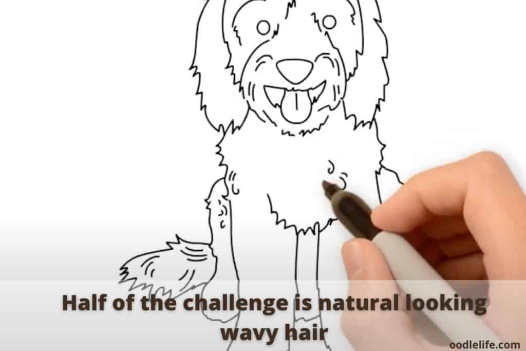 how to draw a labradoodle