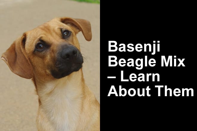 Basenji beagle mix for hot sale sale