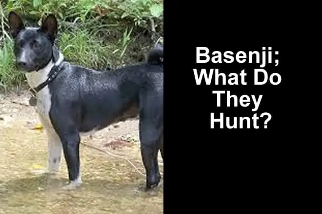 What Do Basenji Dogs Hunt? (Basenji Prey)