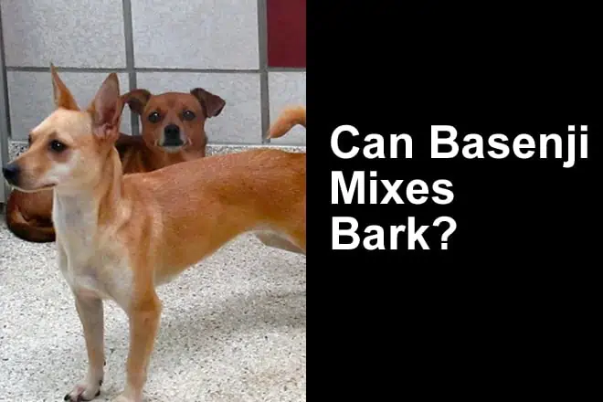 Can Basenji Mixes Bark?