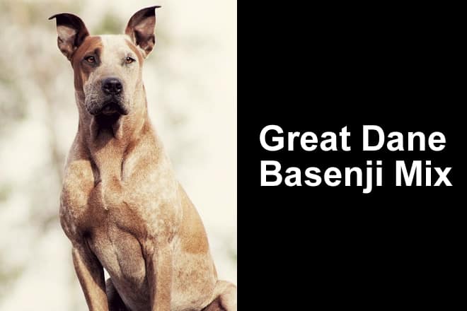Great Dane Basenji Mix – The Dasenji! (with Photos)