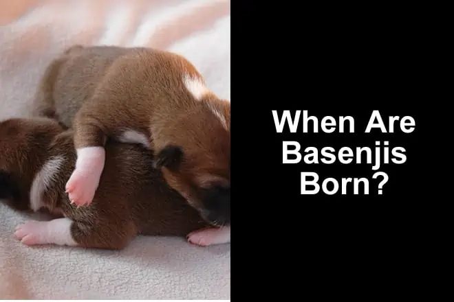 When Do Basenjis Go Into Heat? + Basenji Litter Size