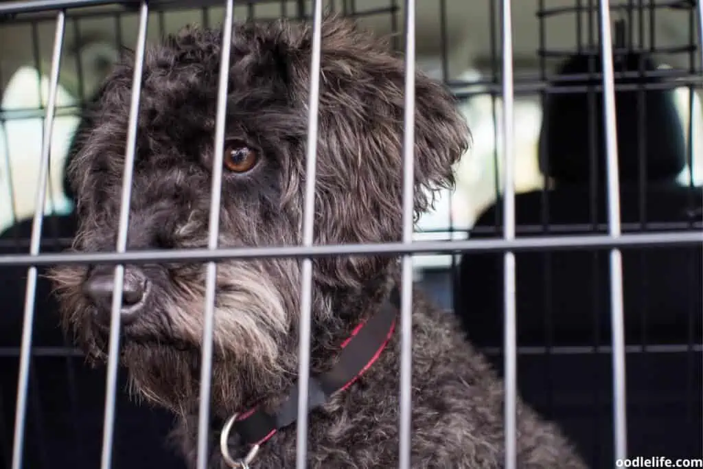 poodle not loving being in a crate
