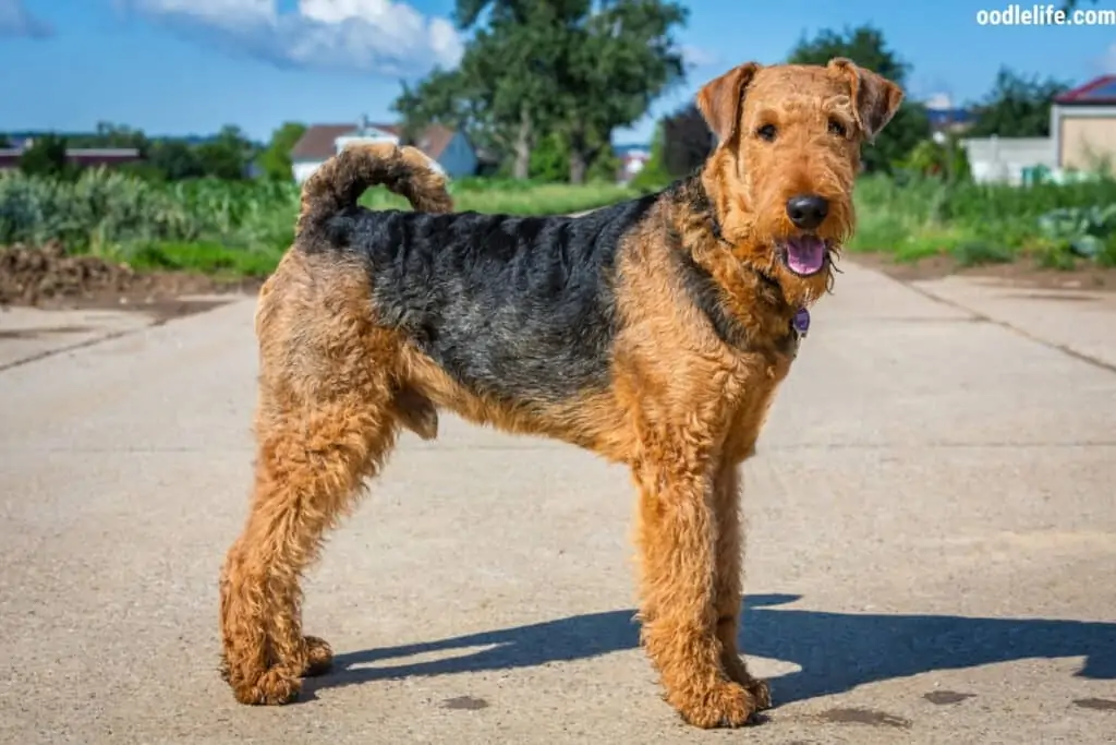 An Airedale Terrier