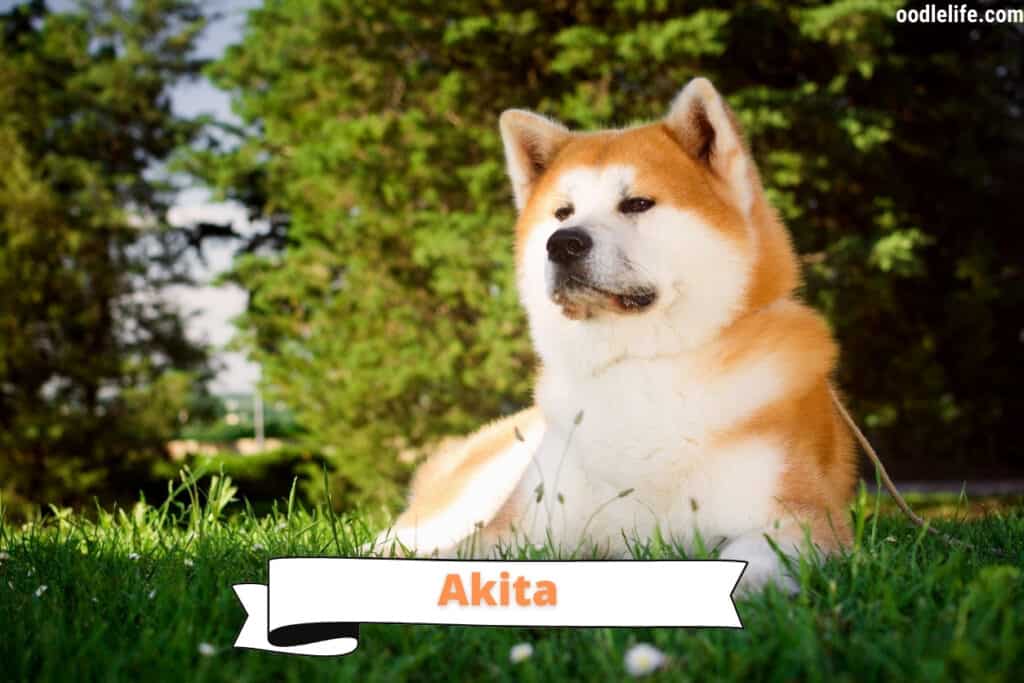 beautiful akita