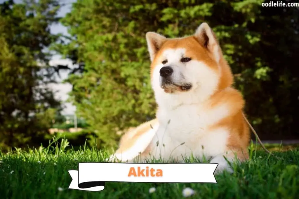 beautiful Akita