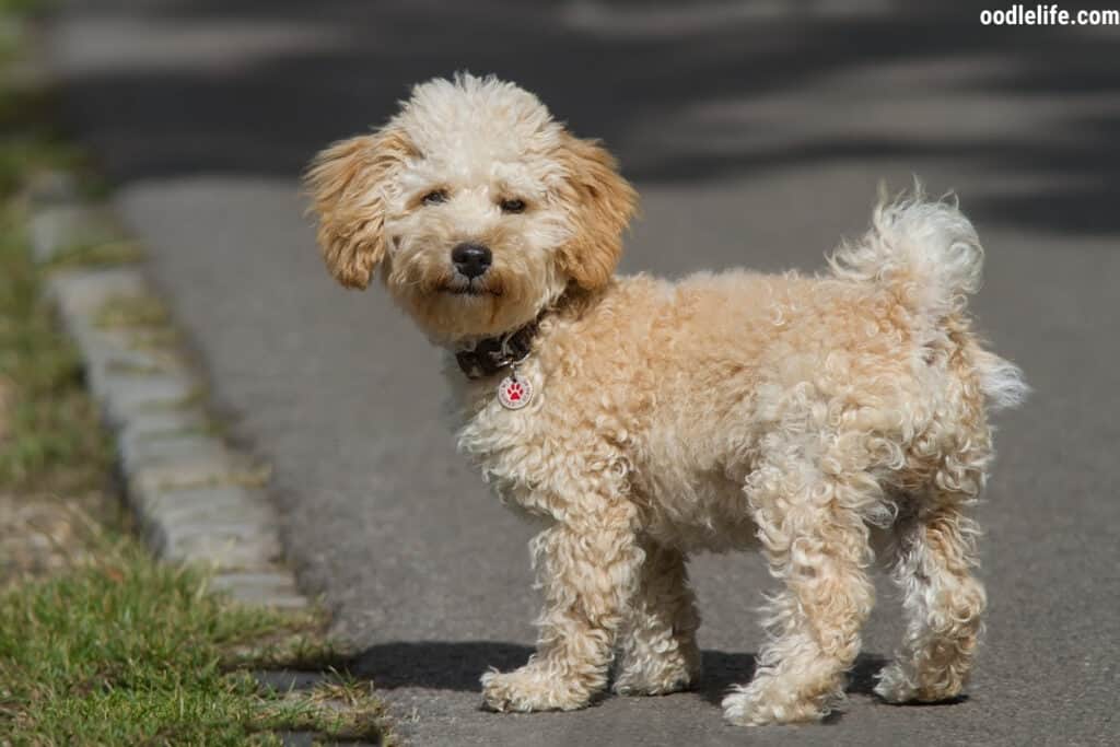 alert Cavapoo puppy