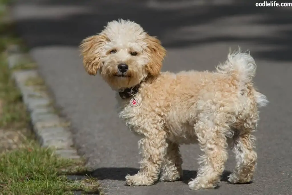 cavapoo puppy