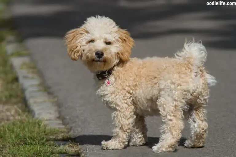 How to Stop a Cavapoo From Biting [Strategies]