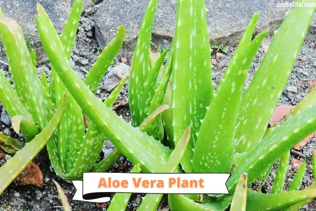 aloe vera plant
